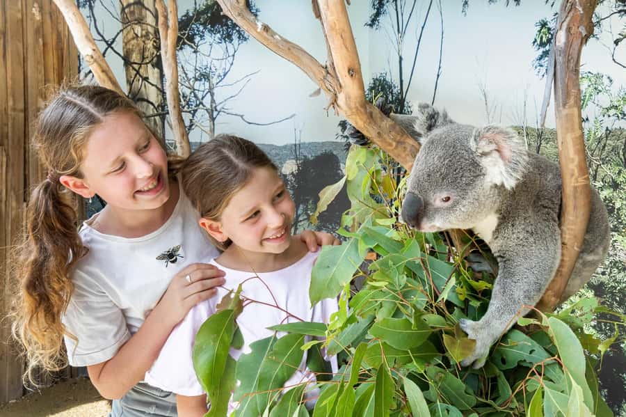 Small Group: Zoo, Blue Mountains, Scenic World Mandarin Tour - Entering the Blue Mountains loop from Sydney, without the stress