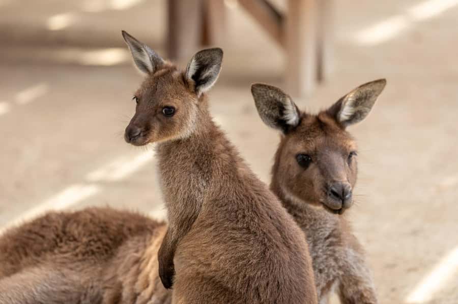 Small Group: Zoo, Blue Mountains, Scenic World Mandarin Tour - Price and value at about $147 per person, and what you’re really buying