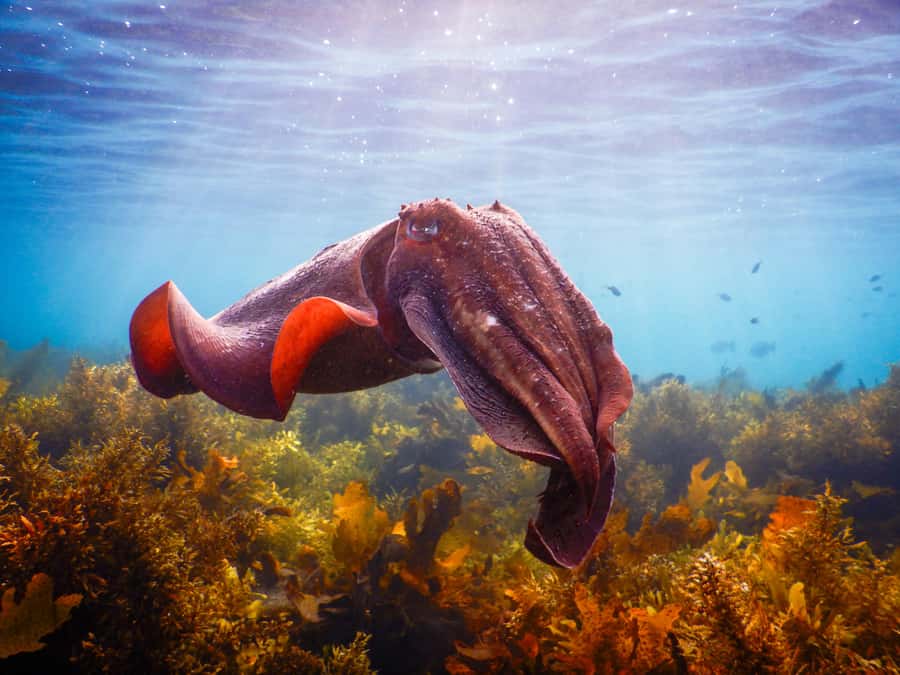 Snorkel Sydney’s Stunning Marine Reserve on a Private Tour - Key takeaways before you go