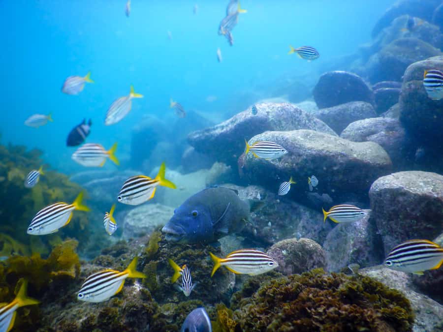 Snorkel Sydney’s Stunning Marine Reserve on a Private Tour - Private snorkeling near Bondi: why Bronte-Coogee is worth your time