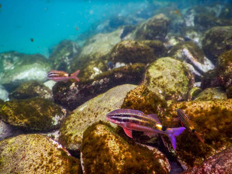 Snorkel Sydney’s Stunning Marine Reserve on a Private Tour - Gear fitting, flotation aids, and comfort for nervous swimmers
