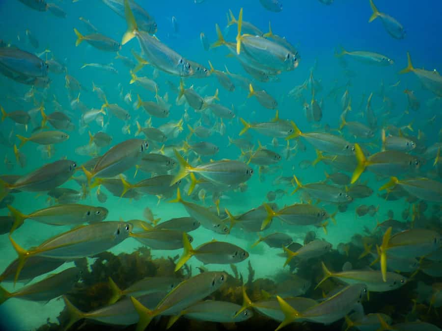 Snorkel Sydney’s Stunning Marine Reserve on a Private Tour - What you’ll see underwater: fish, cuttlefish, rays, and those big characters