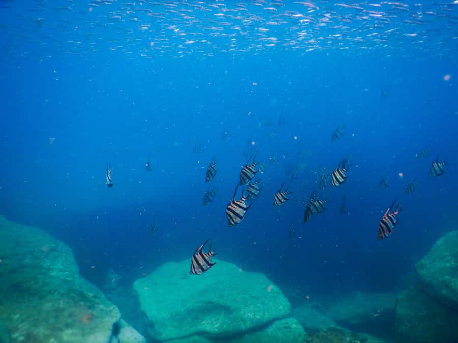 Snorkel Sydney’s Stunning Marine Reserve on a Private Tour - Guide photos: the easiest souvenir you will not have to struggle for