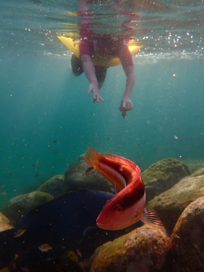Snorkel Sydney’s Stunning Marine Reserve on a Private Tour - How the 90 minutes are paced, from safety talk to getting back out