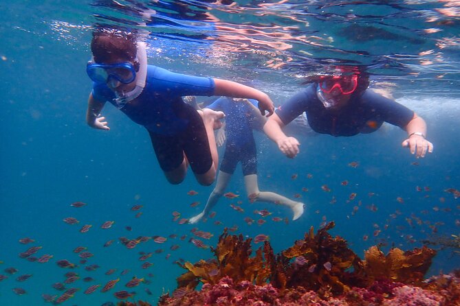 Snorkeling Adventure for Kids with Private Guide In Sydney - Key highlights you should care about