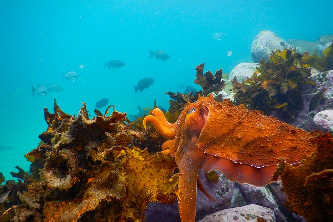 Snorkeling Adventure for Kids with Private Guide In Sydney - Clovelly Beach and the Bronte-Coogee Aquatic Reserve, the family-friendly combo