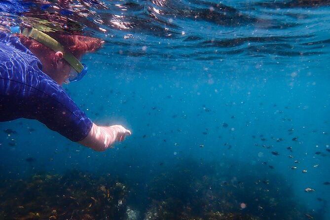 Snorkeling Adventure for Kids with Private Guide In Sydney - Marine life you can hope to spot, and why it may vary