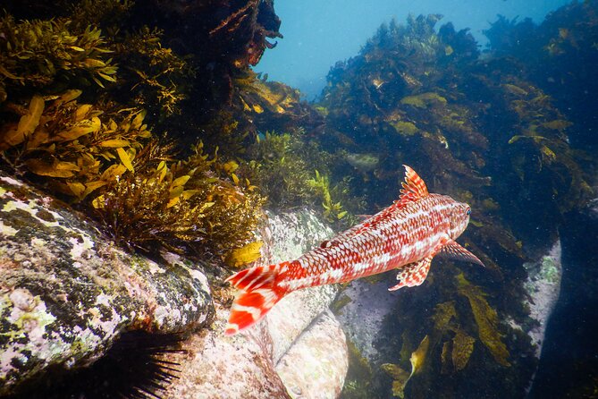Snorkeling Adventure for Kids with Private Guide In Sydney - Gear, flotation aids, and what makes kids comfortable fast