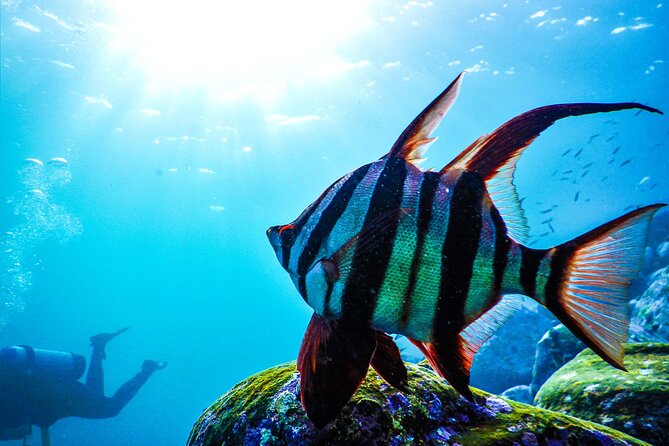 Snorkeling Adventure for Kids with Private Guide In Sydney - Safety, confidence, and staying close to your family