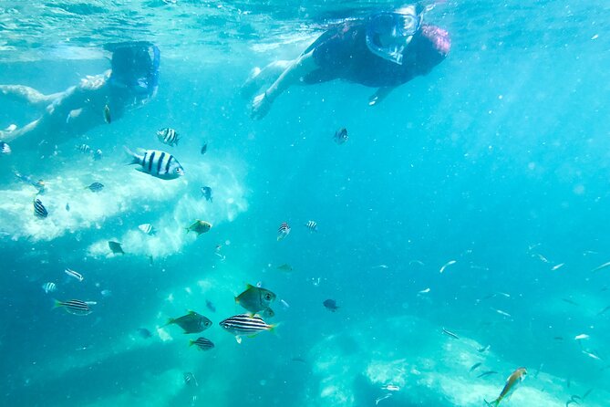 Snorkeling Adventure for Kids with Private Guide In Sydney - Price and value: what you pay for at $143.09 per person