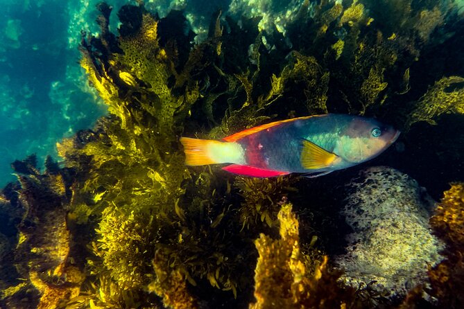 Snorkeling To Discover Sydney's Underwater Wonders - Key things that make this snorkel tour work
