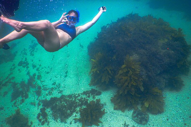 Snorkeling To Discover Sydney's Underwater Wonders - How the guide plans your route around what the sea is doing