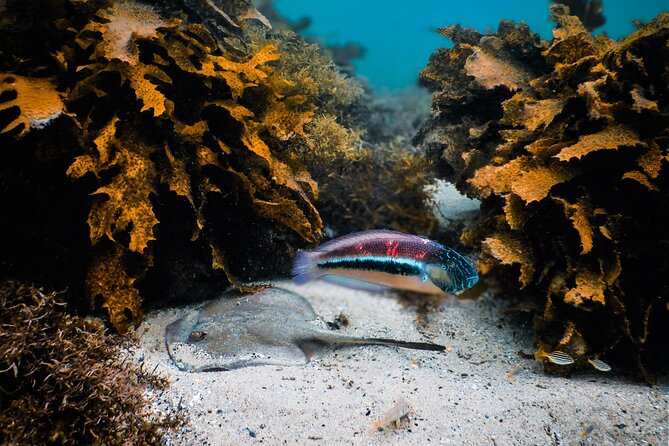 Snorkeling To Discover Sydney's Underwater Wonders - The swimming requirement you should take seriously