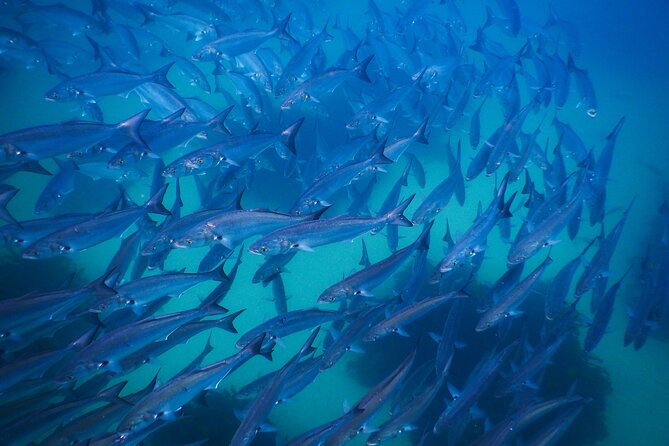 Snorkeling To Discover Sydney's Underwater Wonders - Photos included: why this is more valuable than it sounds