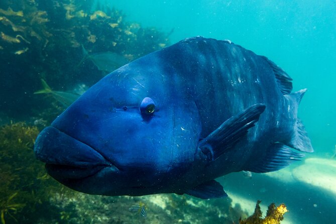 Snorkeling To Discover Sydney's Underwater Wonders - What you’ll see: kelp forests, reefs, and a big mix of fish