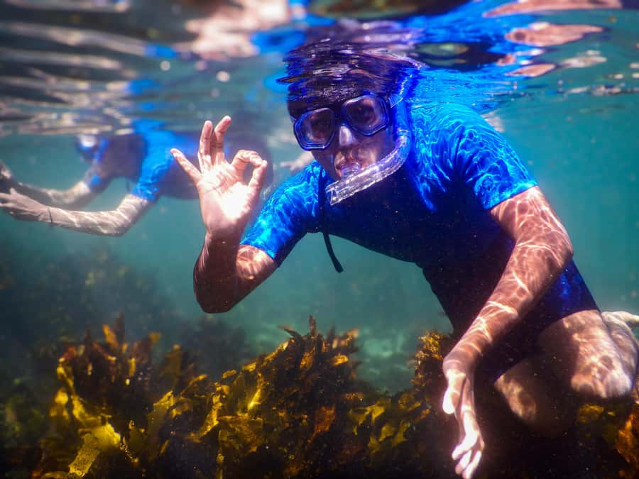 Snorkeling Tour: Discover Sydney’s impressive sea life - Key Things to Know Before You Go