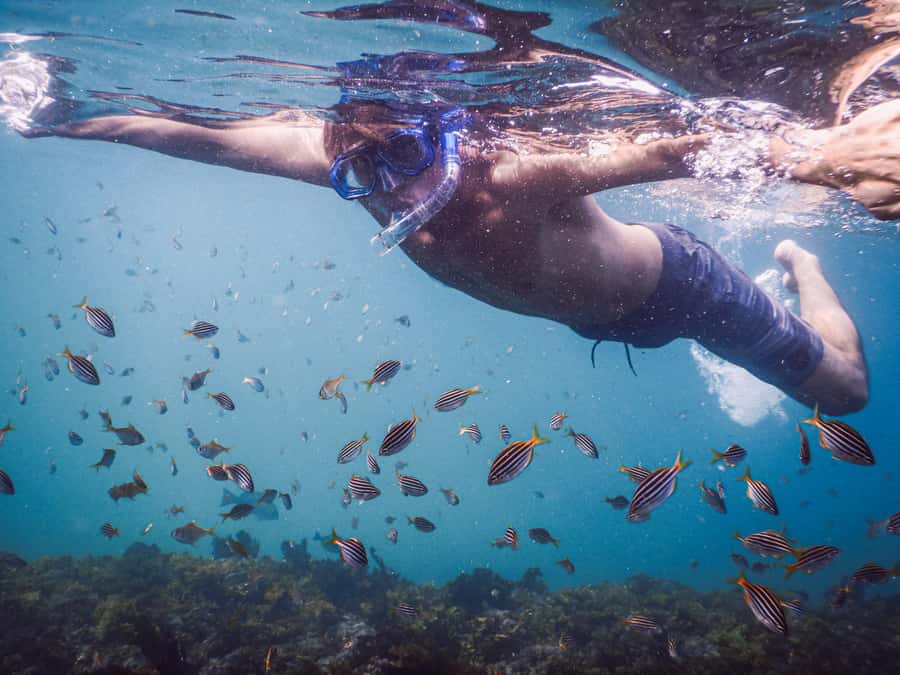 Snorkeling Tour: Discover Sydney’s impressive sea life - Clovelly Snorkeling in 90 Minutes: The Real Appeal