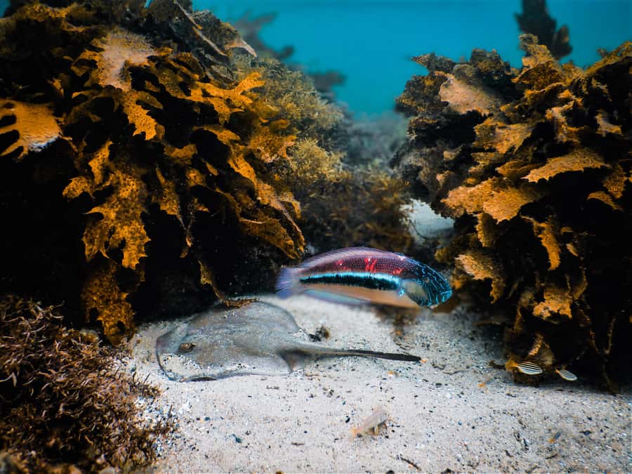 Snorkeling Tour: Discover Sydney’s impressive sea life - Safety Briefing and Gear Fitting: Where Comfort Gets Built