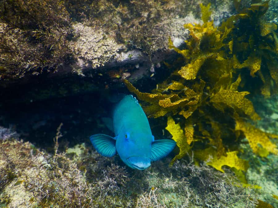 Snorkeling Tour: Discover Sydney’s impressive sea life - Photos and Video Included: You Can Focus on Sea Life