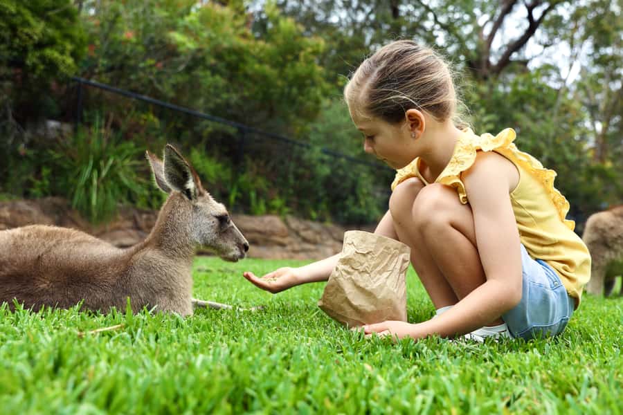 Somersby: Australian Reptile Park Day Pass - 9am to 5pm - Kangaroo feeding and the free-roaming part of the experience