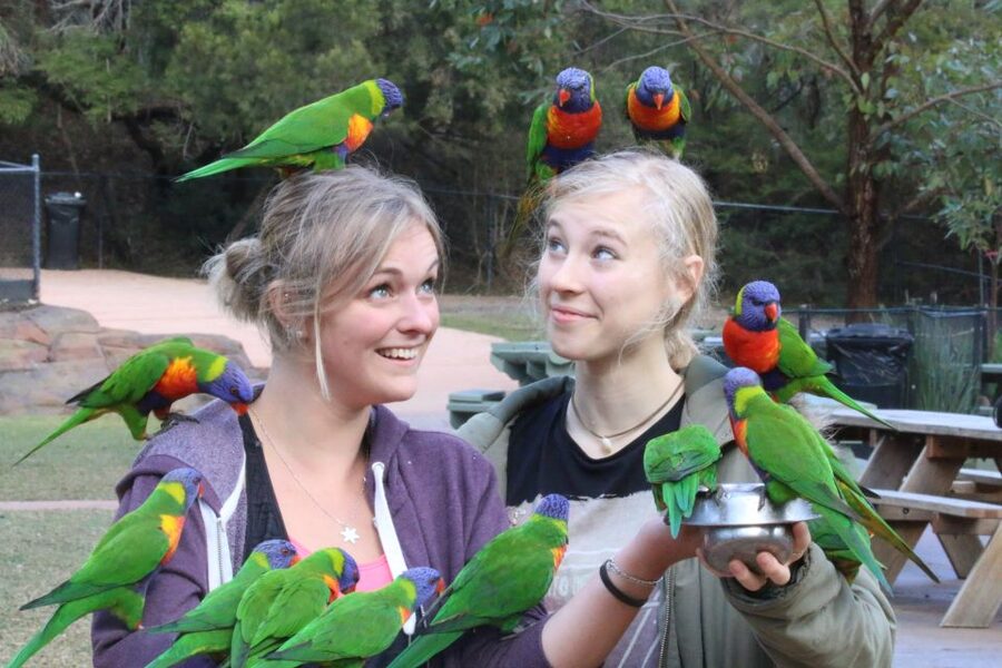 Somersby: Australian Reptile Park Day Pass - 9am to 5pm - Accessibility and viewing realities you should plan for