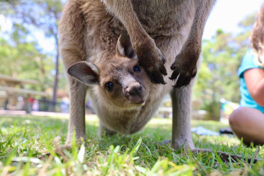 Somersby: Australian Reptile Park Day Pass - 9am to 5pm - From koalas to crocs: how to use your 9am to 5pm entry wisely