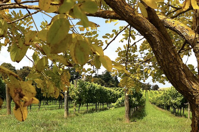 Southern Highlands Private Tour with Wine, Waterfall and Garden - Fitzroy Falls: A Short Walk to a Proper Waterfall View