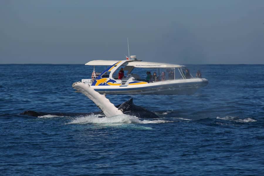 Sydney: 2.5 hour Adventure Whale Watching Cruise - Key Things I’d Watch For