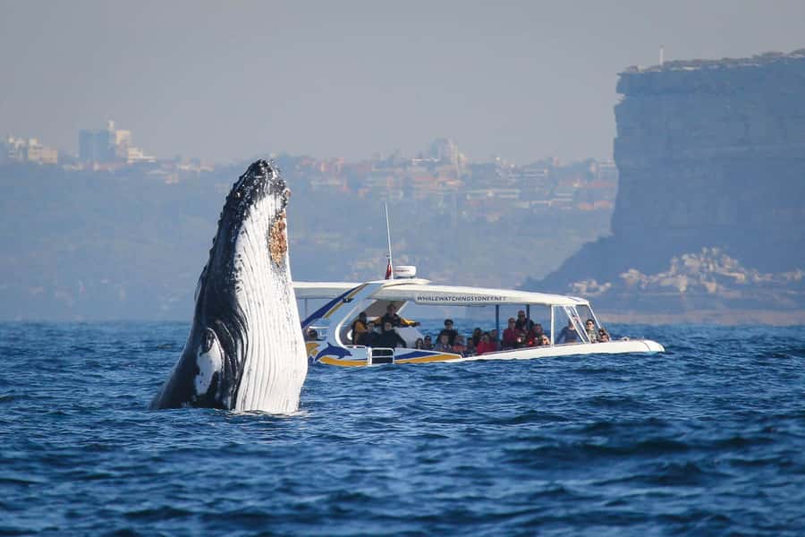 Sydney: 2.5 hour Adventure Whale Watching Cruise - Why a 2.5-Hour High-Speed Whale Hunt From Sydney Feels Different