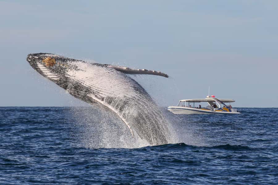 Sydney: 2.5 hour Adventure Whale Watching Cruise - The Boat: Rescue-Vessel Design, Open Deck, and High Back Seats