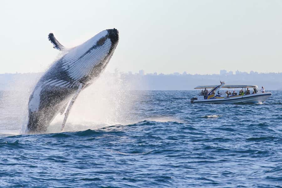 Sydney: 2.5 hour Adventure Whale Watching Cruise - Where You Find Whales, and How Fast You Reach Them