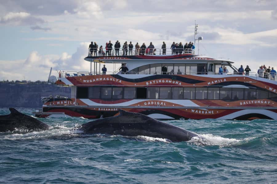 Sydney: 2-hour Express Whale Watching Cruise - Key things to know before you go