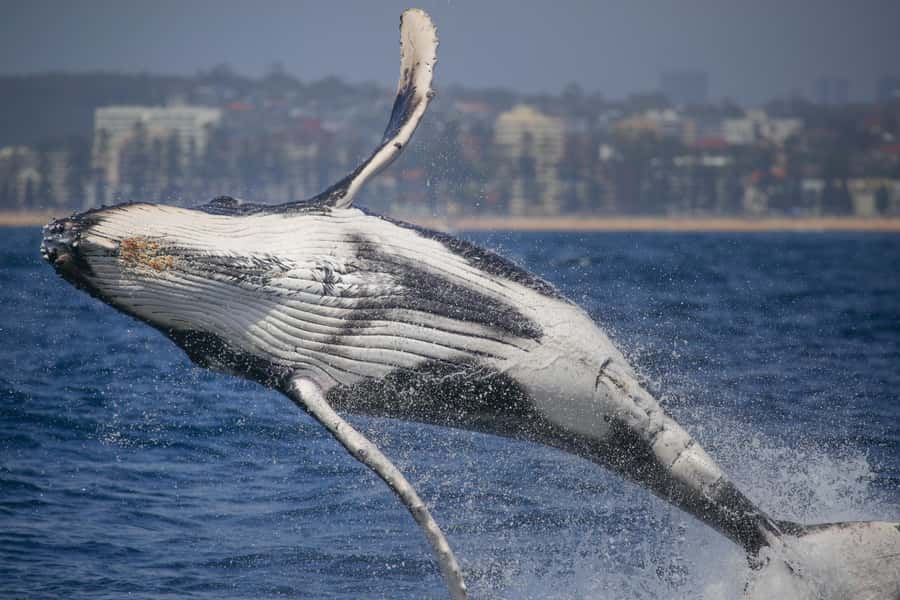 Sydney: 2-hour Express Whale Watching Cruise - Circular Quay to open ocean in 20 minutes, and why that matters