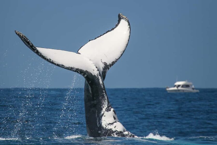 Sydney: 2-hour Express Whale Watching Cruise - Snacks, drinks, and pairing this with Sydney sightseeing