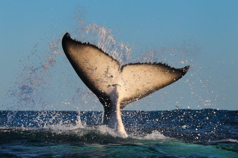 Sydney: 2-hour Express Whale Watching Cruise - Price and value: is $63 worth it?