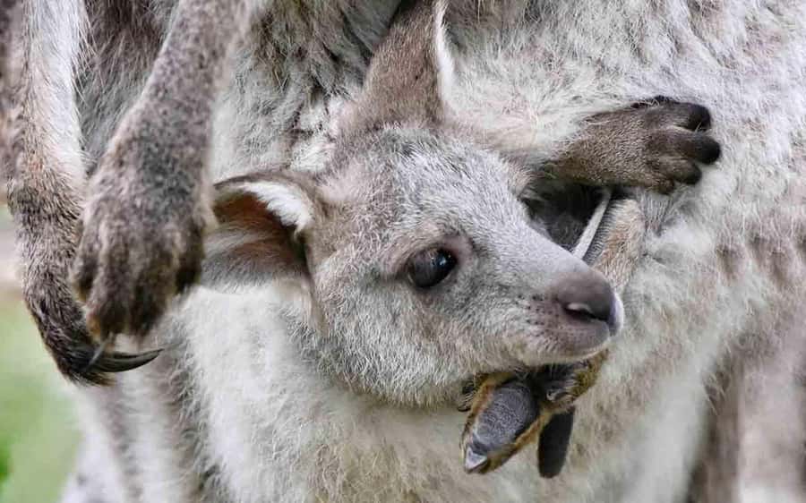Sydney: Blue Mountains & Featherdale Wildlife Park Day Trip - The guide makes the Blue Mountains stops click