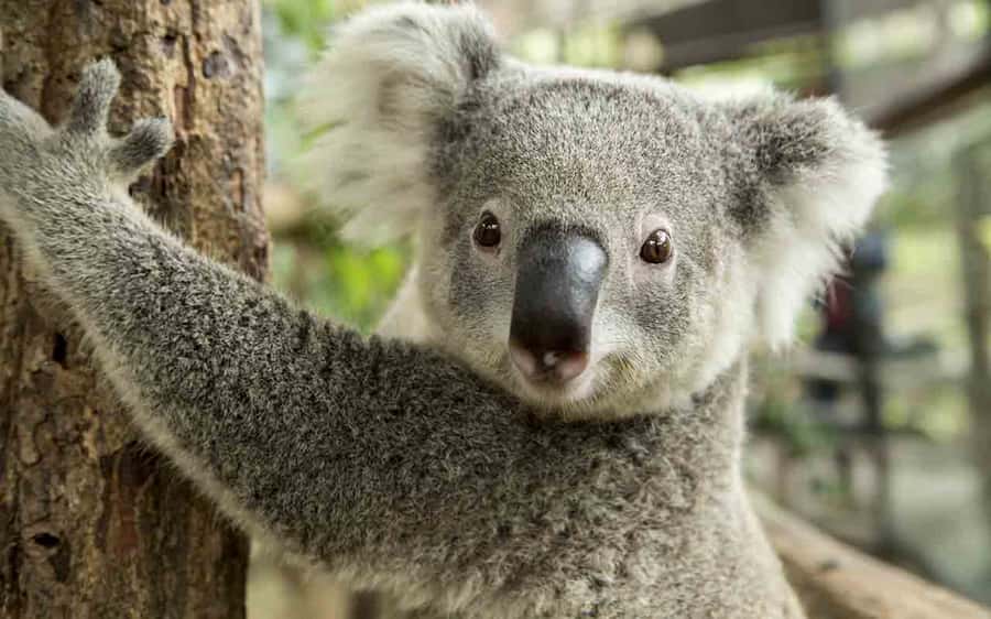 Sydney: Blue Mountains & Featherdale Wildlife Park Day Trip - Waterfalls, cascades, and easy bushwalk options