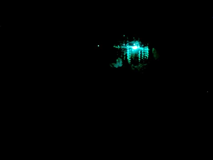 Sydney: Blue Mountains Glow Worms Wild Adventure by Night - Why Blue Mountains glow worms hit harder at night
