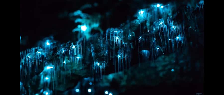 Sydney: Blue Mountains Glow Worms Wild Adventure by Night - The night hike: headlamps, trail reality, and wildlife spotting