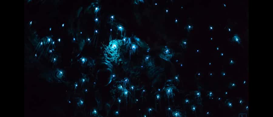 Sydney: Blue Mountains Glow Worms Wild Adventure by Night - Who this tour is best for