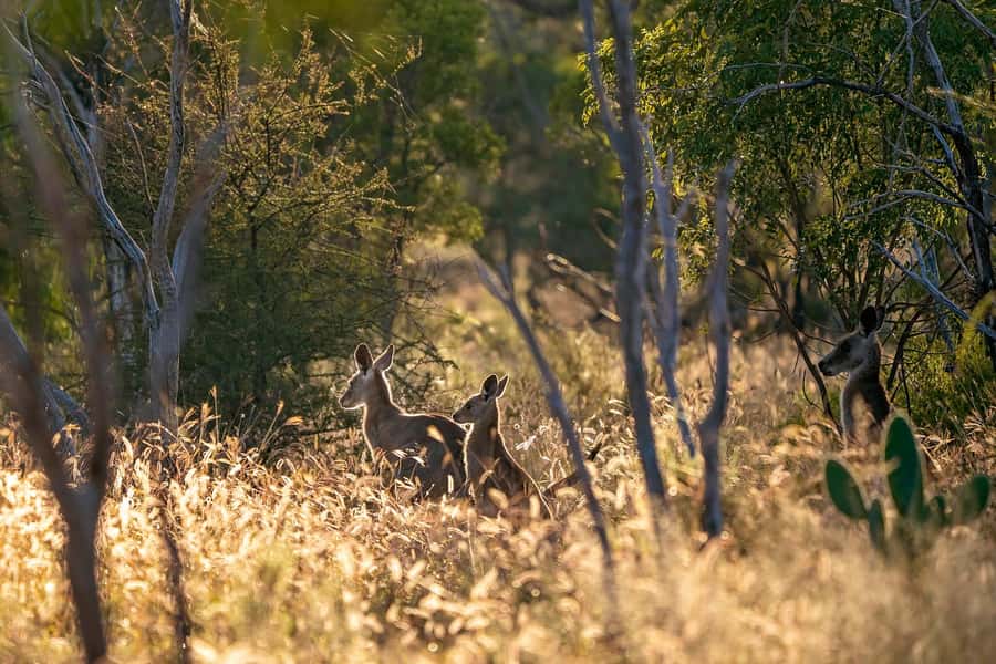 Sydney: Blue Mountains Kangaroos, Wilderness and Sunset Tour - From Circular Quay to the Parramatta River, start with meaning