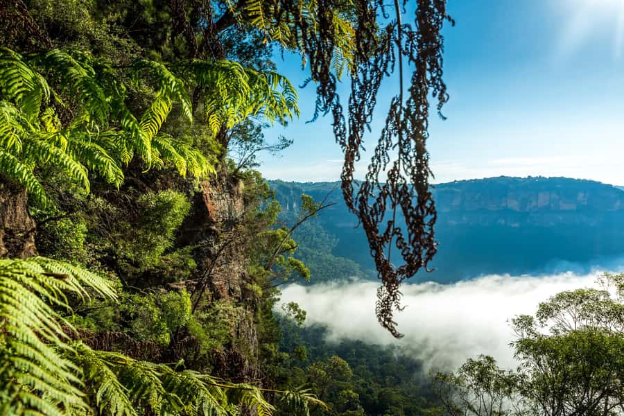 Sydney: Blue Mountains Late Start, Walks Waterfalls & Koalas - Your guide matters more than you think