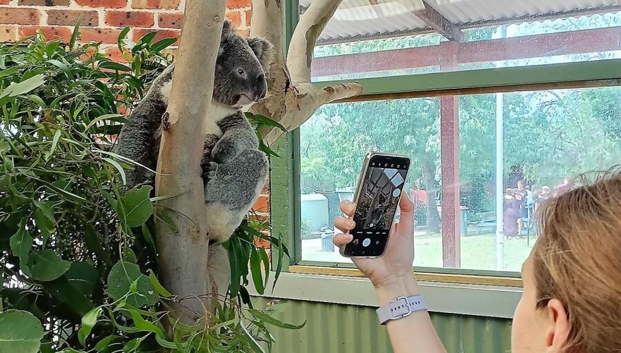 Sydney: Blue Mountains Late Start, Walks Waterfalls & Koalas - Lunch and dinner that actually fit the day