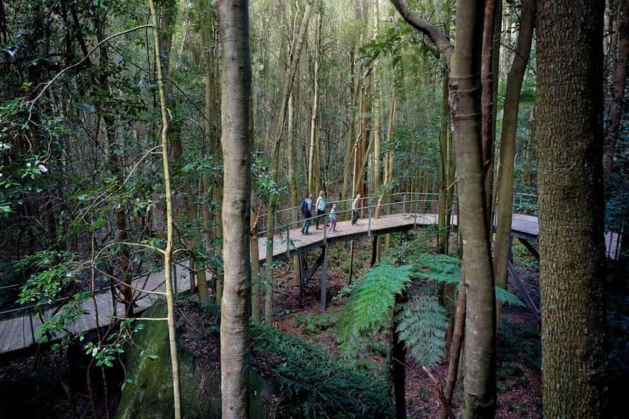 Sydney: Blue Mountains National Park Tour with River Cruise - Price Reality Check: The Real Cost and the Value Logic