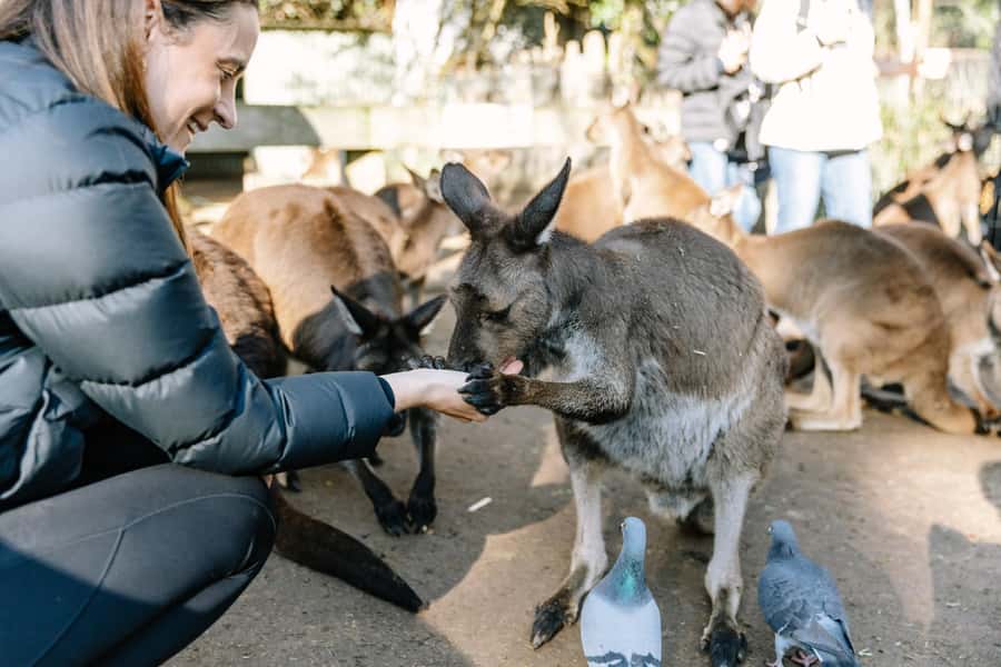 Sydney: Blue Mountains Scenic World, Wildlife Park and Lunch - Scenic World: lunch, then rides, then rainforest boardwalk time