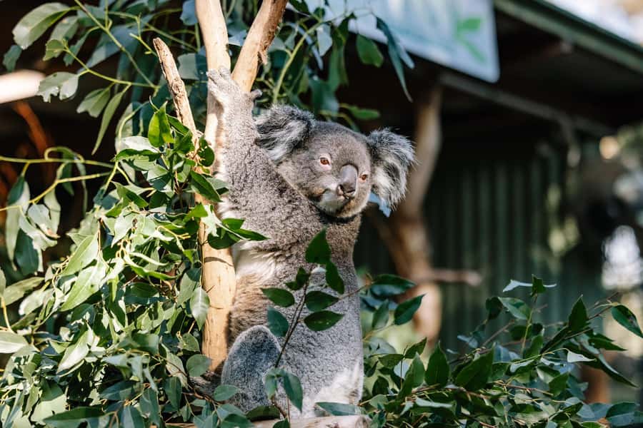 Sydney: Blue Mountains Scenic World, Wildlife Park and Lunch - Who this Blue Mountains day tour suits best