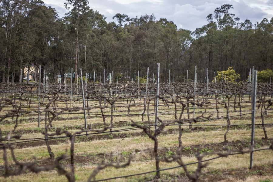 Sydney: Chef-Led Hunter Valley Food & Wine Tour - Value Check: Does $196 Make Sense for What You Get?