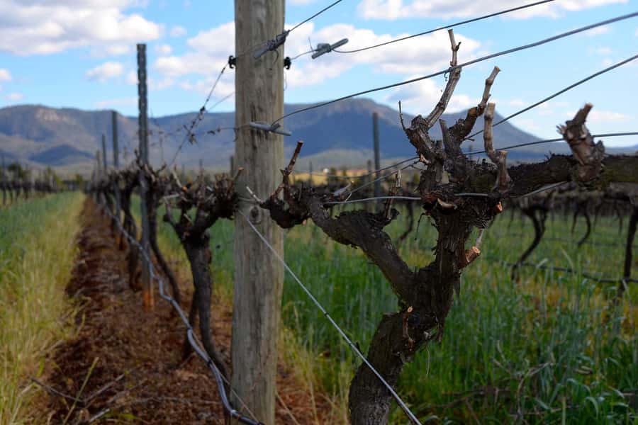 Sydney: Chef-Led Hunter Valley Food & Wine Tour - Three Boutique Wineries, Built for Tastings and Food Pairing