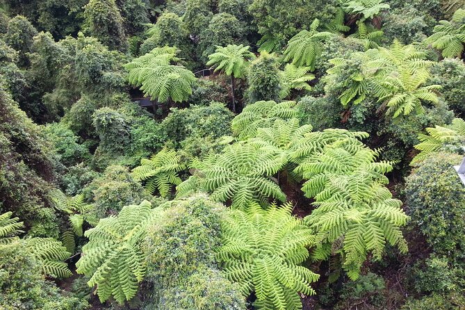 Sydney City and Blue Mountains in One Day Private Tour - How to plan for an 8 to 10 hour day