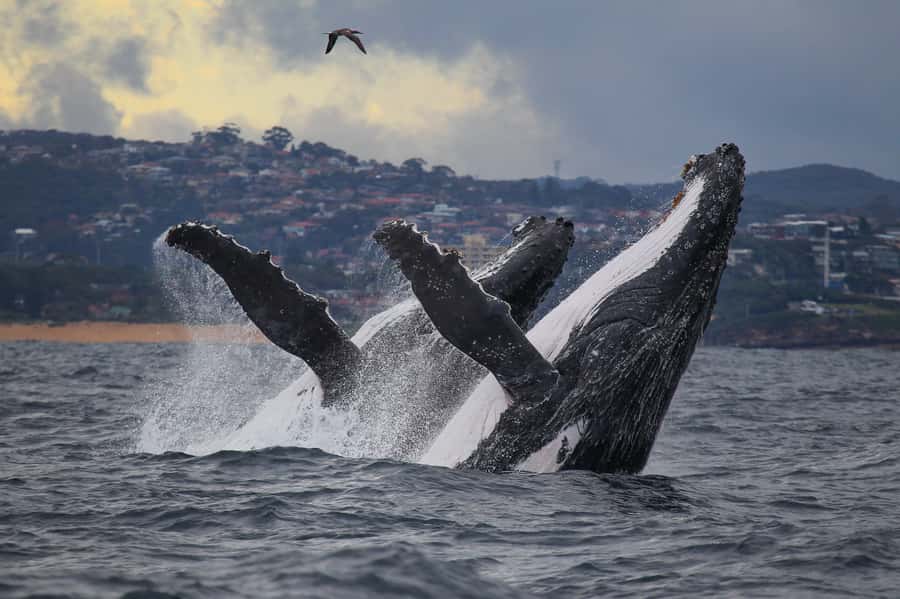 Sydney: Discovery Whale Watching Tour by Catamaran - Leaving Darling Harbour Quickly, So You Actually Watch